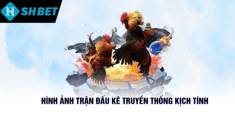 Hình ảnh trận đấu kê truyền thống kịch tính
