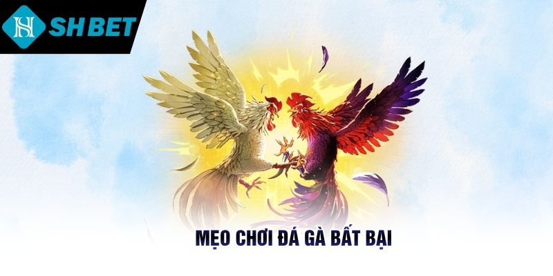 Mẹo chơi đá gà bất bại